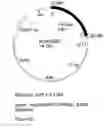 Fig. 24 - Genetic sequences having methyltransferase activity and uses therefor