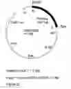 Fig. 25 - Genetic sequences having methyltransferase activity and uses therefor