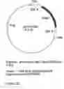 Fig. 26 - Genetic sequences having methyltransferase activity and uses therefor