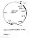 Fig. 27 - Genetic sequences having methyltransferase activity and uses therefor