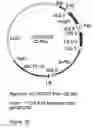 Fig. 28 - Genetic sequences having methyltransferase activity and uses therefor