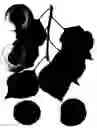 Fig. 02 - Interspecific tree named ‘Cot-N-Candy’