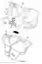 Fig. 02 - Athletic shoulder pad system