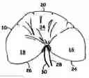 Fig. 01 - Elongated angular multiple position body pillow