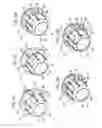 Fig. 05 - Functional element, a component assembly consisting of a functional element and a sheet metal part and also a method for the attachment of the functional element to a sheet metal part