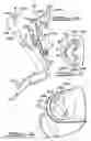 Fig. 06 - Adjustable pedal assembly