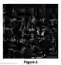 Fig. 03 - Reticulated foam-like structure formed of nano-scale particulate