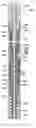 Fig. 01 - Downhole impact generator and method for use of same