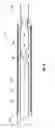 Fig. 06 - Muffler for a motorcycle