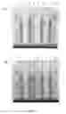 Fig. 04 - Compositions and Methods for Improving Resolution of Biomolecules Separated on Polyacrylamide Gels