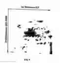 Fig. 06 - Comparative multidimensional gel electrophoresis