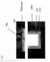 Fig. 02 - Apparatus to send biological fluids through a printed wire board