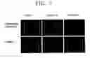 Fig. 08 - Organic light emitting device
