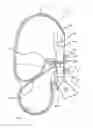 Fig. 01 - Air-bag occupant protection device