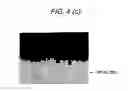 Fig. 06 - Magnetic encoder and bearing