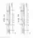 Fig. 07 - Liquid ejection head, liquid ejector and process for manufacturing liquid ejection head
