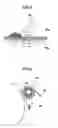 Fig. 04 - Cleaning device, process cartridge and image forming apparatus