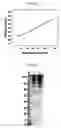 Fig. 02 - Spray-dried collectin compositions and process for preparing the same