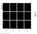 Fig. 05 - Peptide-tagged proteins and methods of making and using thereof