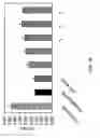 Fig. 11 - Peptide-tagged proteins and methods of making and using thereof