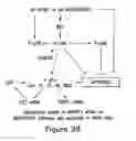 Fig. 43 - Use of eIF-5A to kill multiple myeloma cells