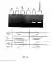 Fig. 17 - Use of CD28-specific monoclonal antibodies for producing a pharmaceutical composition for treating virus infections