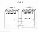 Fig. 02 - Polynucleotides encoding anti-ganglioside antibodies
