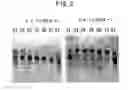 Fig. 03 - Polynucleotides encoding anti-ganglioside antibodies