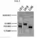 Fig. 04 - Polynucleotides encoding anti-ganglioside antibodies