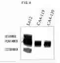 Fig. 05 - Polynucleotides encoding anti-ganglioside antibodies