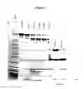 Fig. 02 - Method for generating F(ab′)2 antibody fragments
