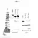 Fig. 03 - Method for generating F(ab′)2 antibody fragments