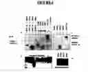 Fig. 07 - PRO34128 antibodies