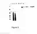 Fig. 05 - Therapeutic composition