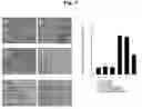 Fig. 06 - Effect of BST2 on inflammation