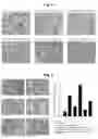 Fig. 07 - Effect of BST2 on inflammation