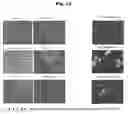 Fig. 09 - Effect of BST2 on inflammation
