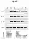 Fig. 12 - Effect of BST2 on inflammation