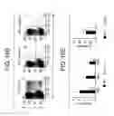 Fig. 21 - Compositions and methods for modulation of RORgammat functions