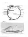 Fig. 03 - Infectious bronchitis virus with an altered spike gene
