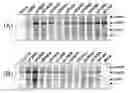 Fig. 01 - Sequence of reverse transcriptase gene and method of use
