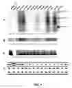 Fig. 04 - Sequence of reverse transcriptase gene and method of use