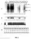 Fig. 05 - Sequence of reverse transcriptase gene and method of use