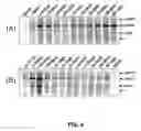 Fig. 06 - Sequence of reverse transcriptase gene and method of use