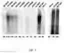 Fig. 07 - Sequence of reverse transcriptase gene and method of use