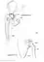 Fig. 10 - Therapeutic Structures