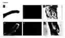 Fig. 07 - Micronized device for the delivery of biologically active molecules and methods of use thereof