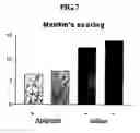 Fig. 05 - Composition for treatment of osteoarthritis containing apigenin as chondroregenerative agent