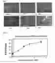 Fig. 05 - Biologically active native biomatrix composition