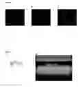 Fig. 07 - Biologically active native biomatrix composition